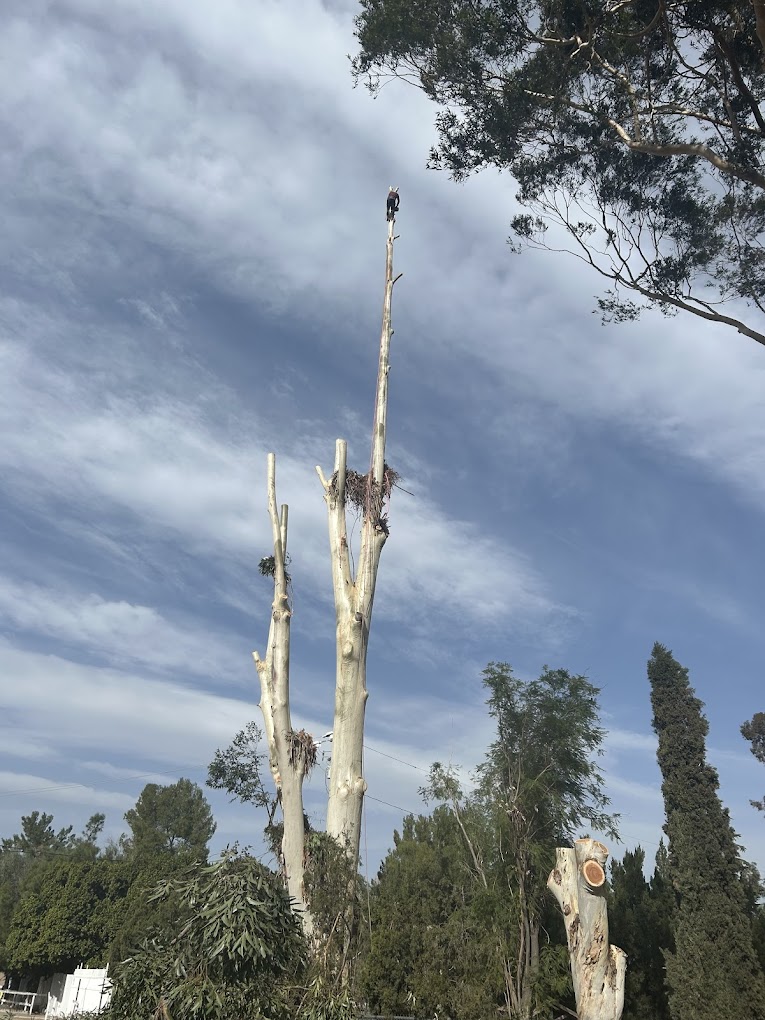 Tree Trimming Lake Elsinore CA